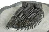 Top Quality Coltraneia Trilobite Fossil - Huge Faceted Eyes #328568-4